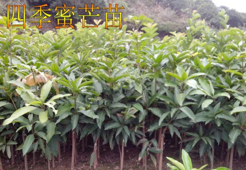 芒果苗1m以下金煌芒台农一号芒果苗