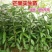 芒果苗1m以下金煌芒台农一号芒果苗