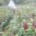 芒果苗1m以下金煌芒台农一号芒果苗