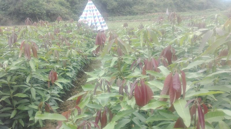 芒果苗1m以下金煌芒台农一号芒果苗