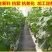 除草布
