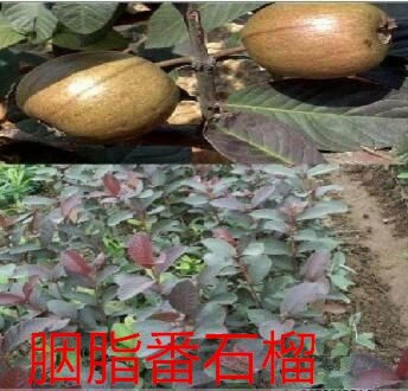 番石榴苗西瓜番石榴苗