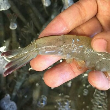 基围虾食用活虾