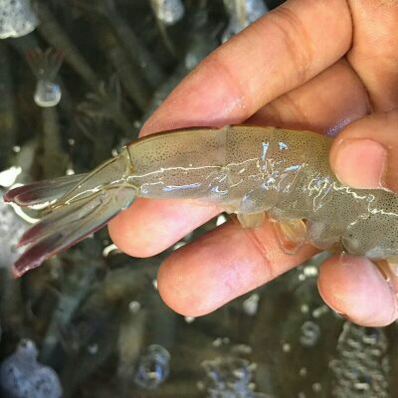 基围虾食用活虾