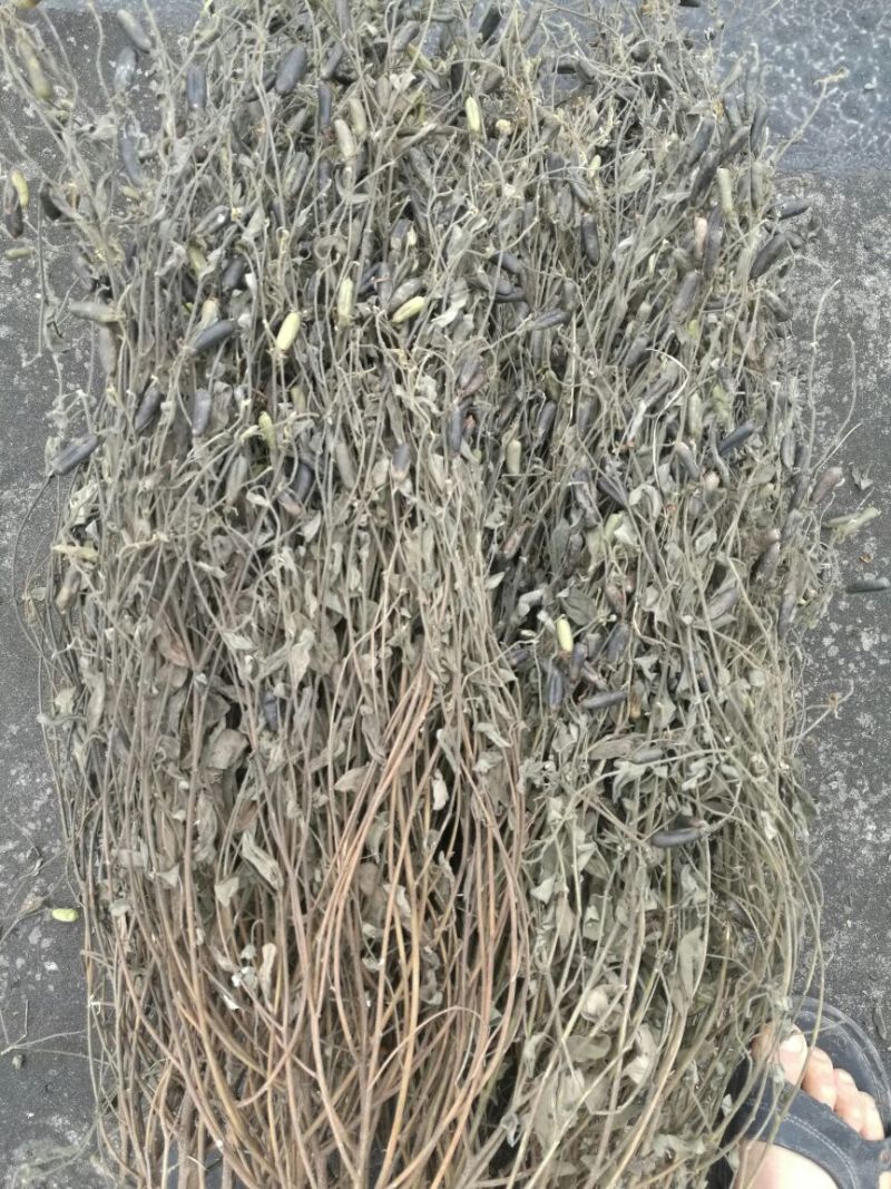 响铃草