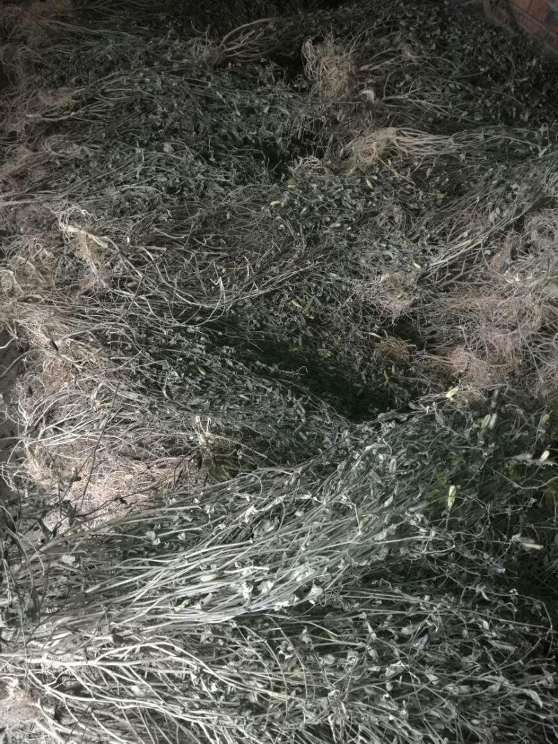 响铃草