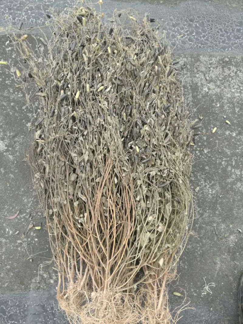 响铃草