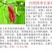 桑树苗40~50cm