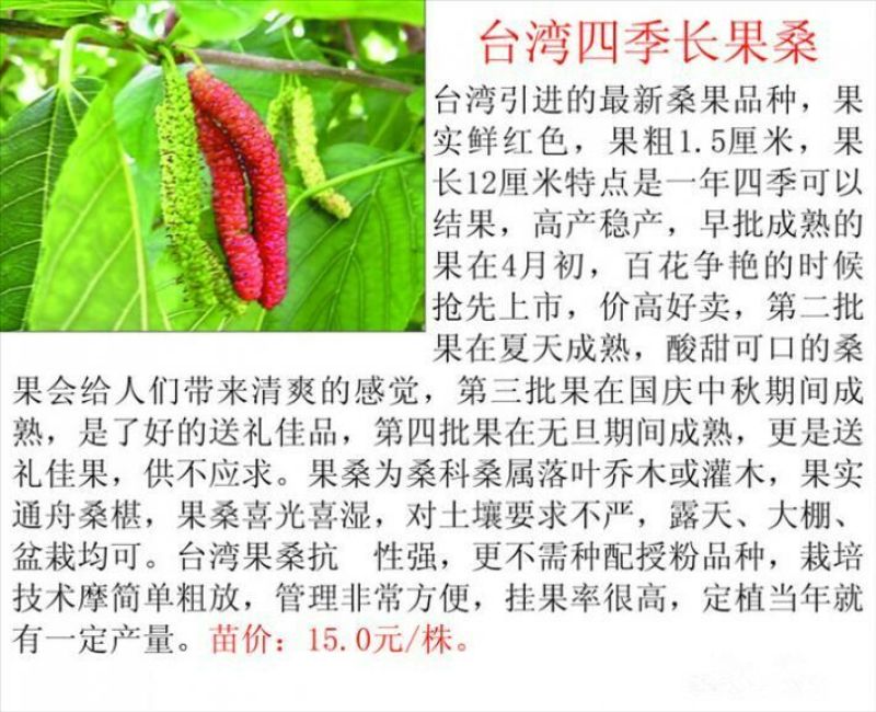 桑树苗40~50cm