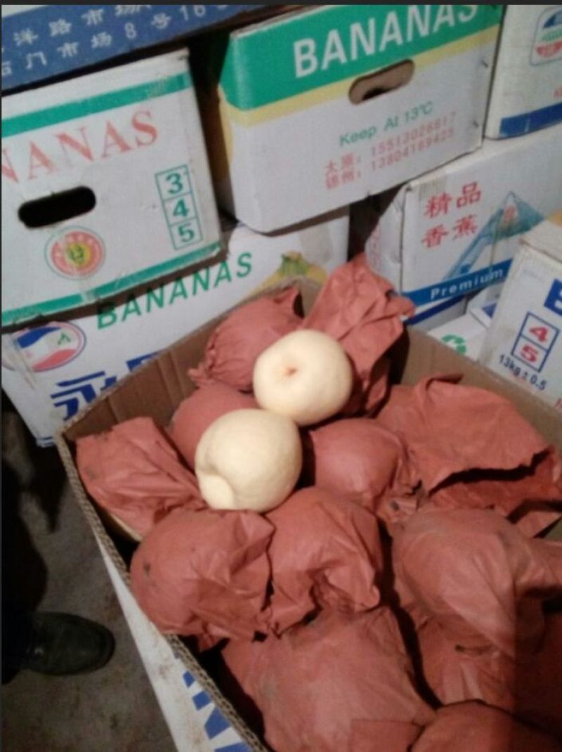 出售纸袋酥梨，果个250-500克。