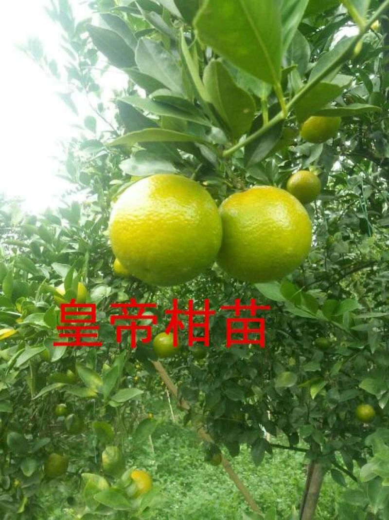 柑桔苗30~50cm