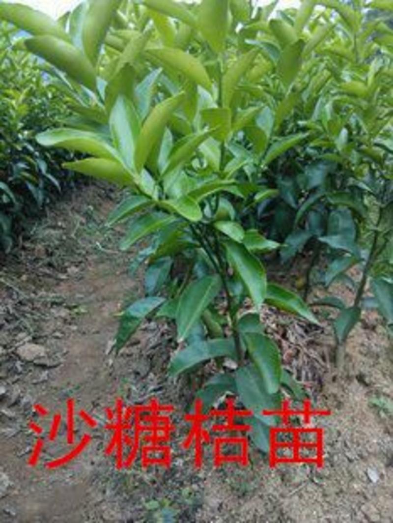 柑桔苗30~50cm