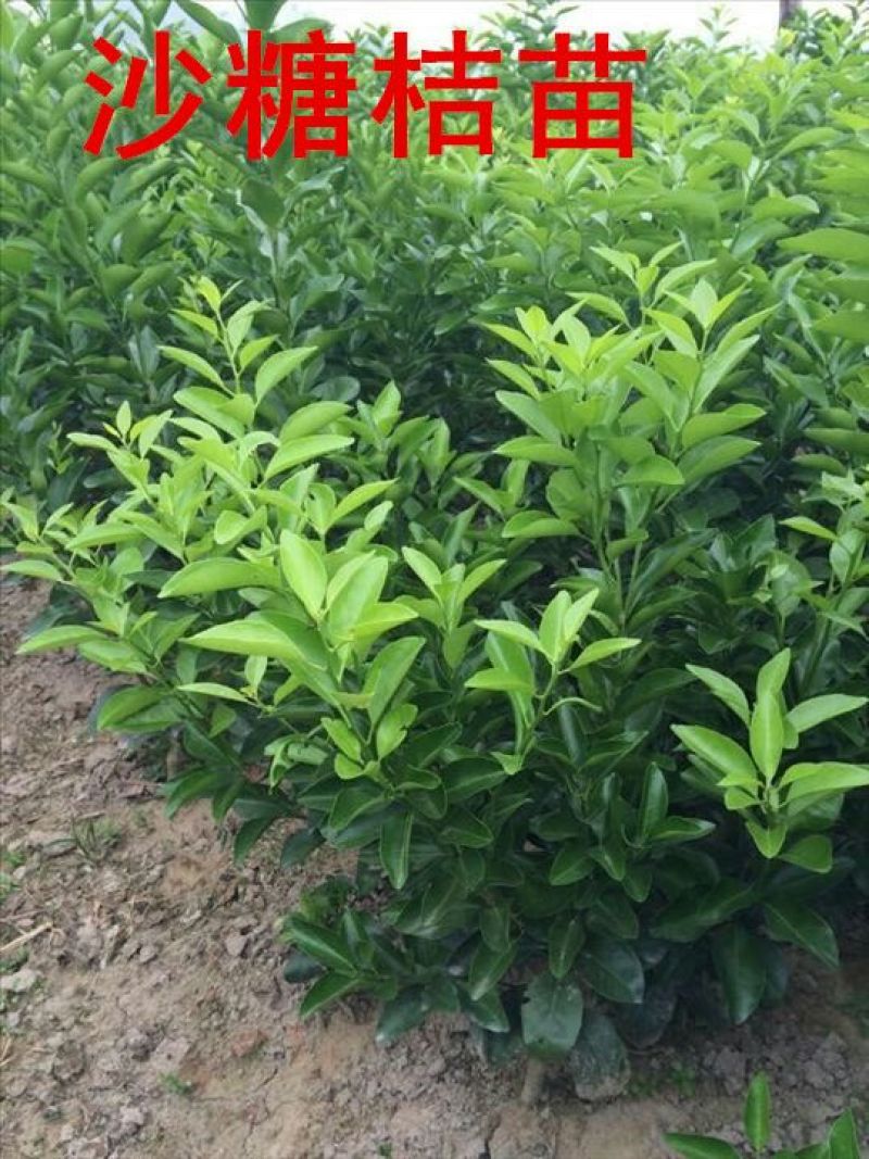 柑桔苗30~50cm