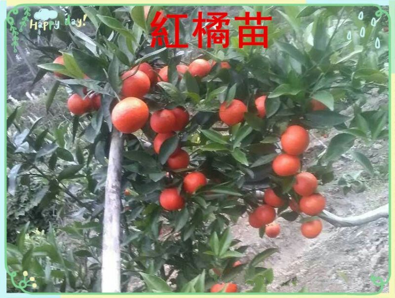 柑桔苗30~50cm