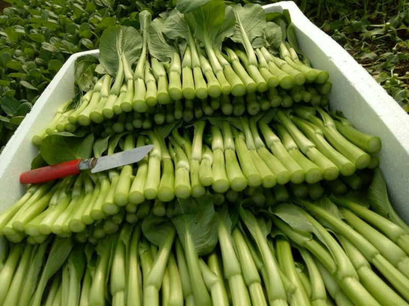 菜苔