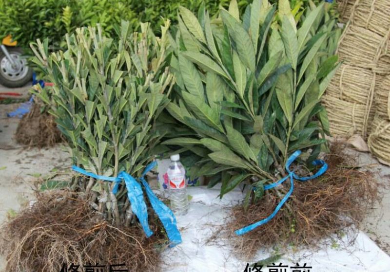 枇杷树苗20~30cm