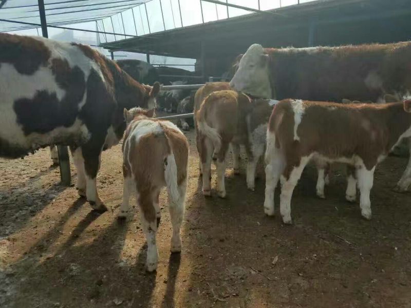 西门塔尔牛犊100~200kg