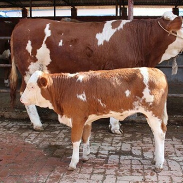 西门塔尔牛犊100~200kg