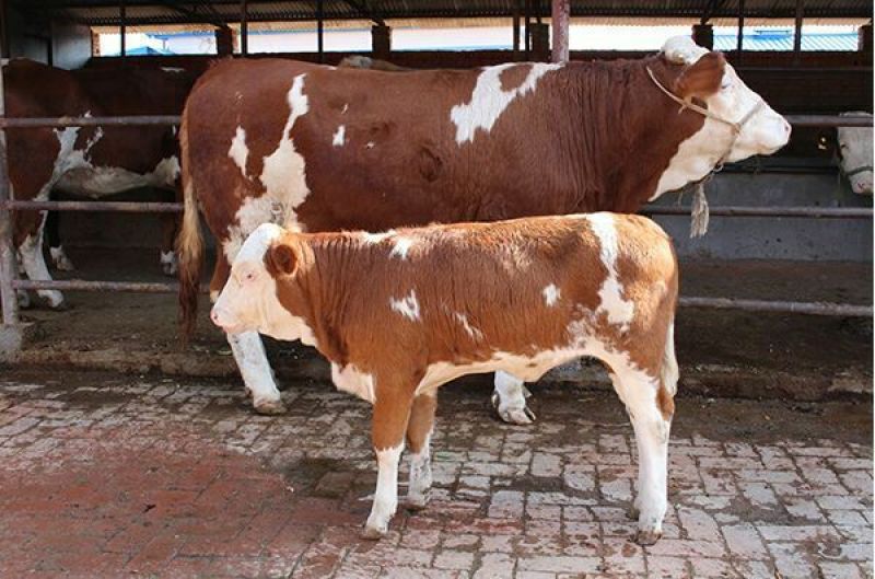 西门塔尔牛犊100~200kg