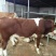西门塔尔牛犊100~200kg
