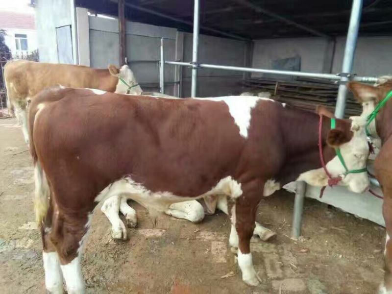 西门塔尔牛犊100~200kg