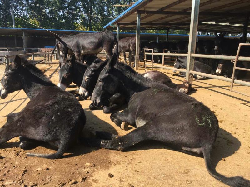 山东肉驴养殖改良肉驴小毛驴苗驴驹子养驴基地