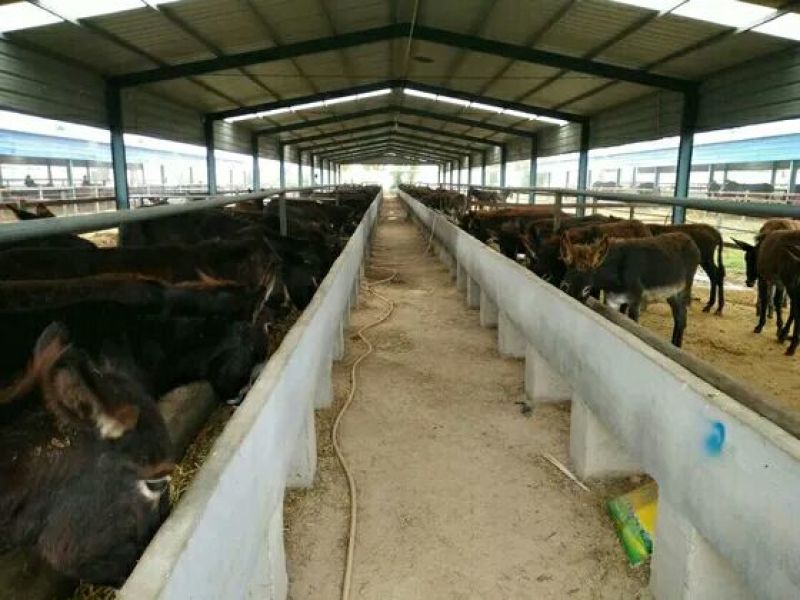 山东肉驴养殖改良肉驴小毛驴苗驴驹子养驴基地