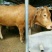 鲁西黄牛犊100~200kg
