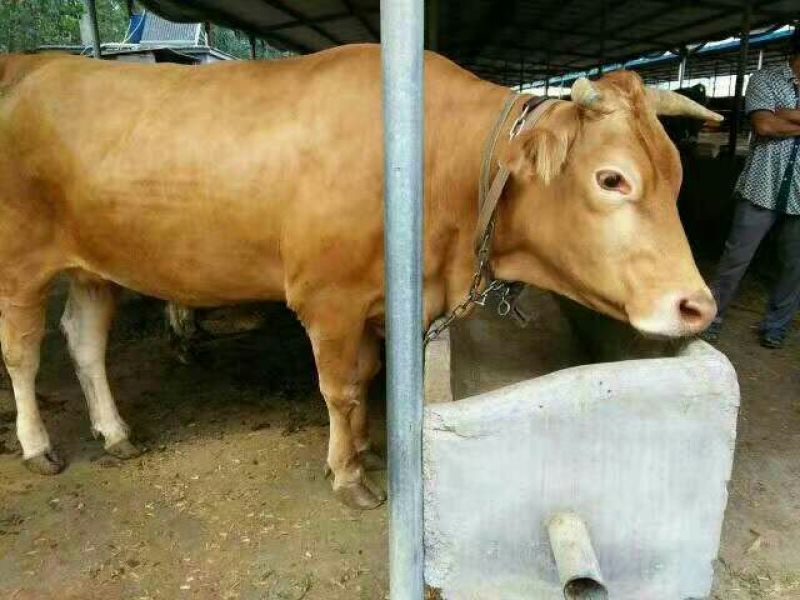鲁西黄牛犊100~200kg