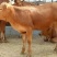 鲁西黄牛犊100~200kg