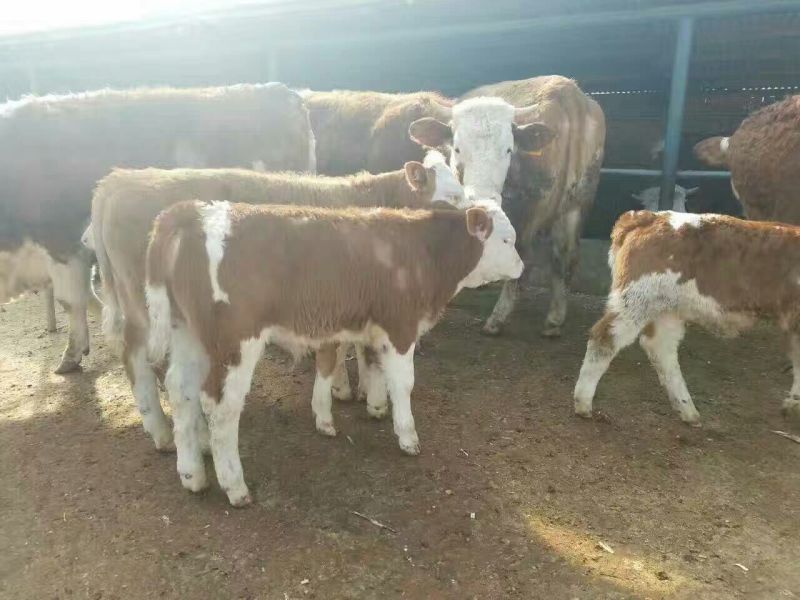 西门塔尔牛犊200~300kg