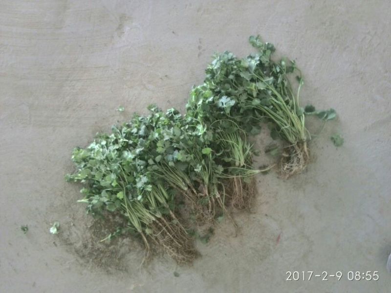 中叶铁杆青香菜20~25厘米以上