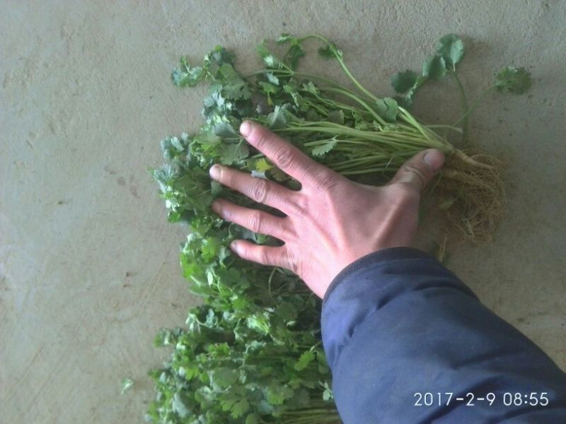 中叶铁杆青香菜20~25厘米以上