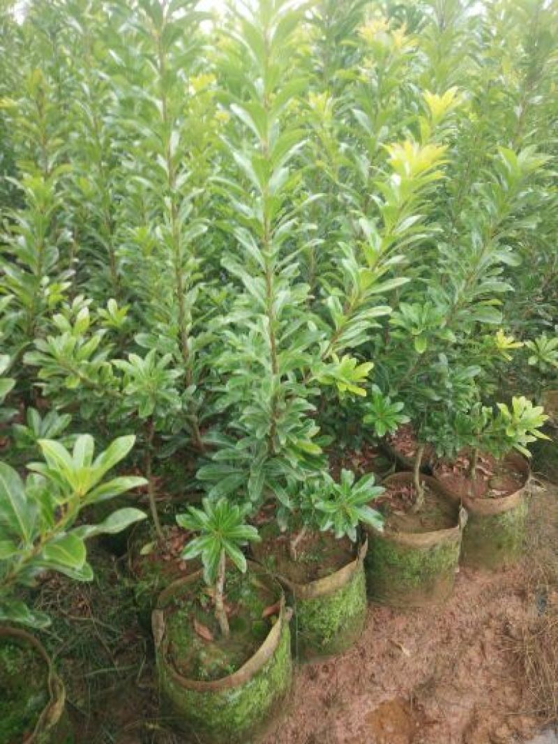 杨梅苗30~50cm