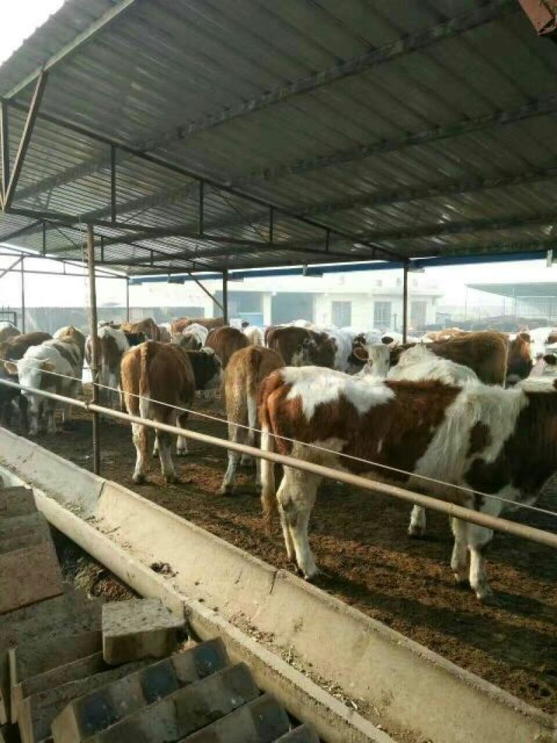 西门塔尔牛犊100~200kg