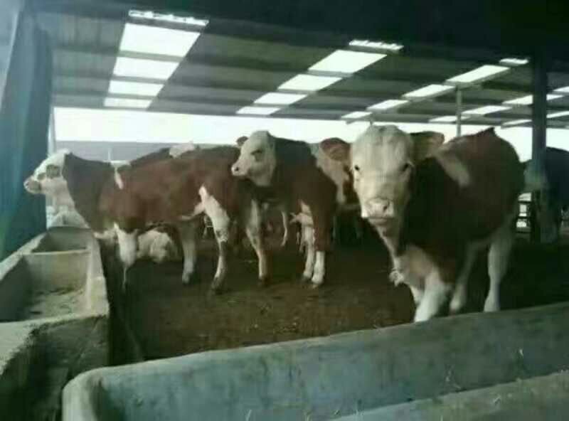 西门塔尔牛犊100~200kg