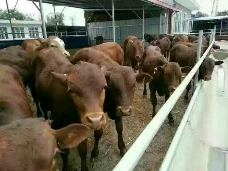 西门塔尔牛犊100~200kg