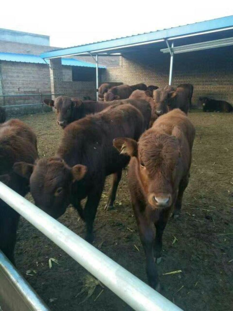西门塔尔牛犊100~200kg
