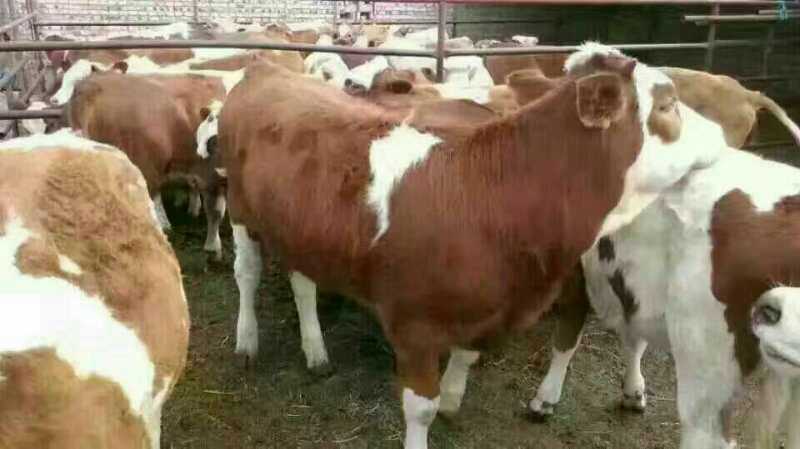 西门塔尔牛犊100~200kg