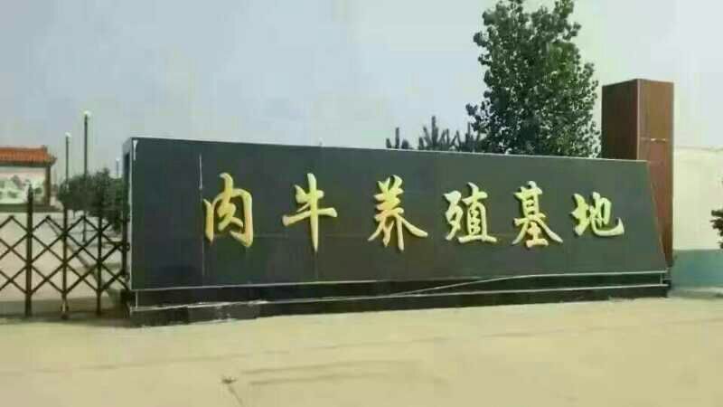 西门塔尔牛犊100~200kg