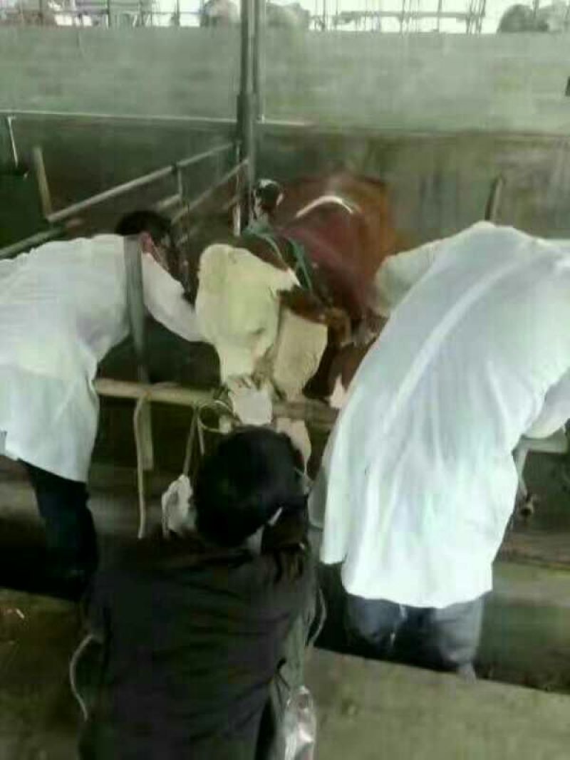 西门塔尔牛犊100~200kg