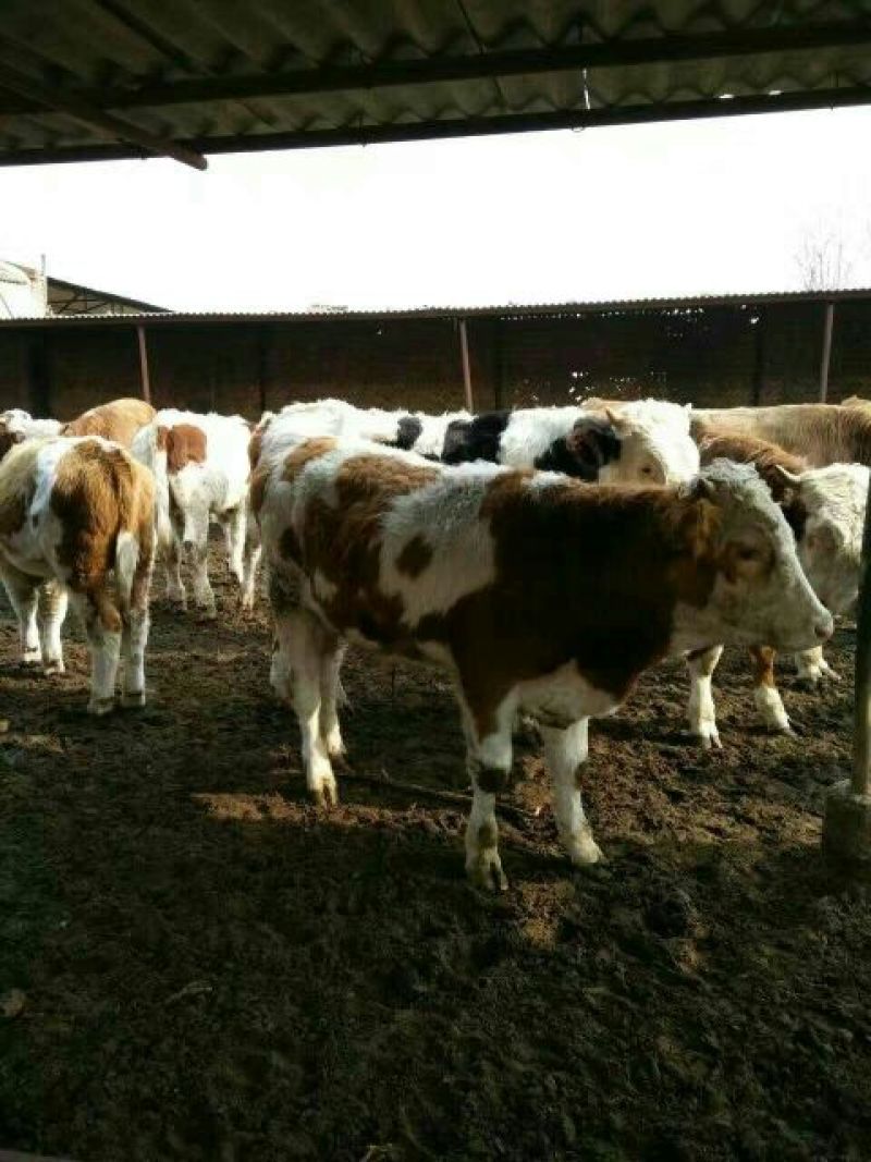 西门塔尔牛犊100~200kg