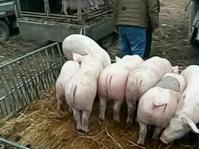 外三元仔猪，猪场出售，支持进厂挑选，品种齐全全国发货