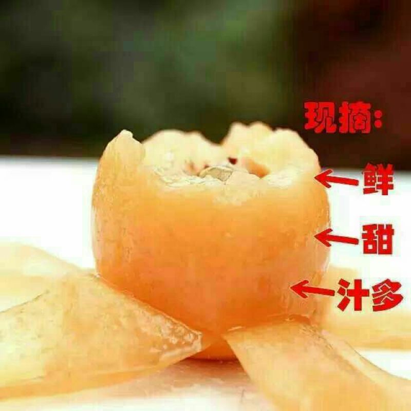 长虹枇杷0.4两以上