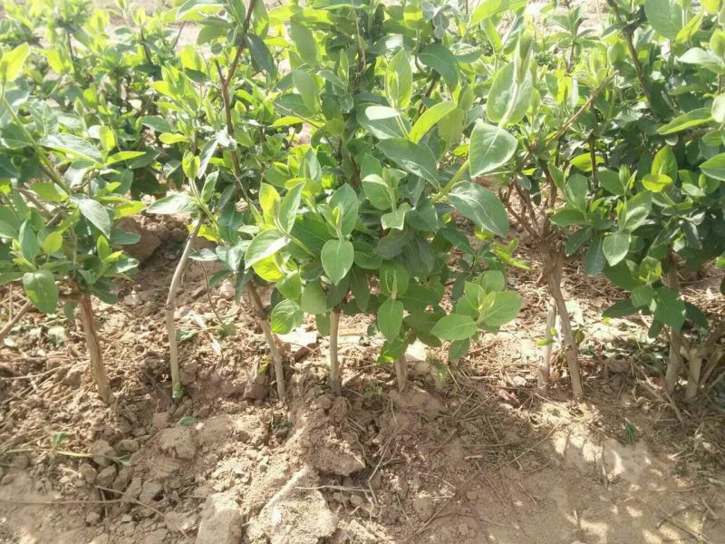 金银花1米以下