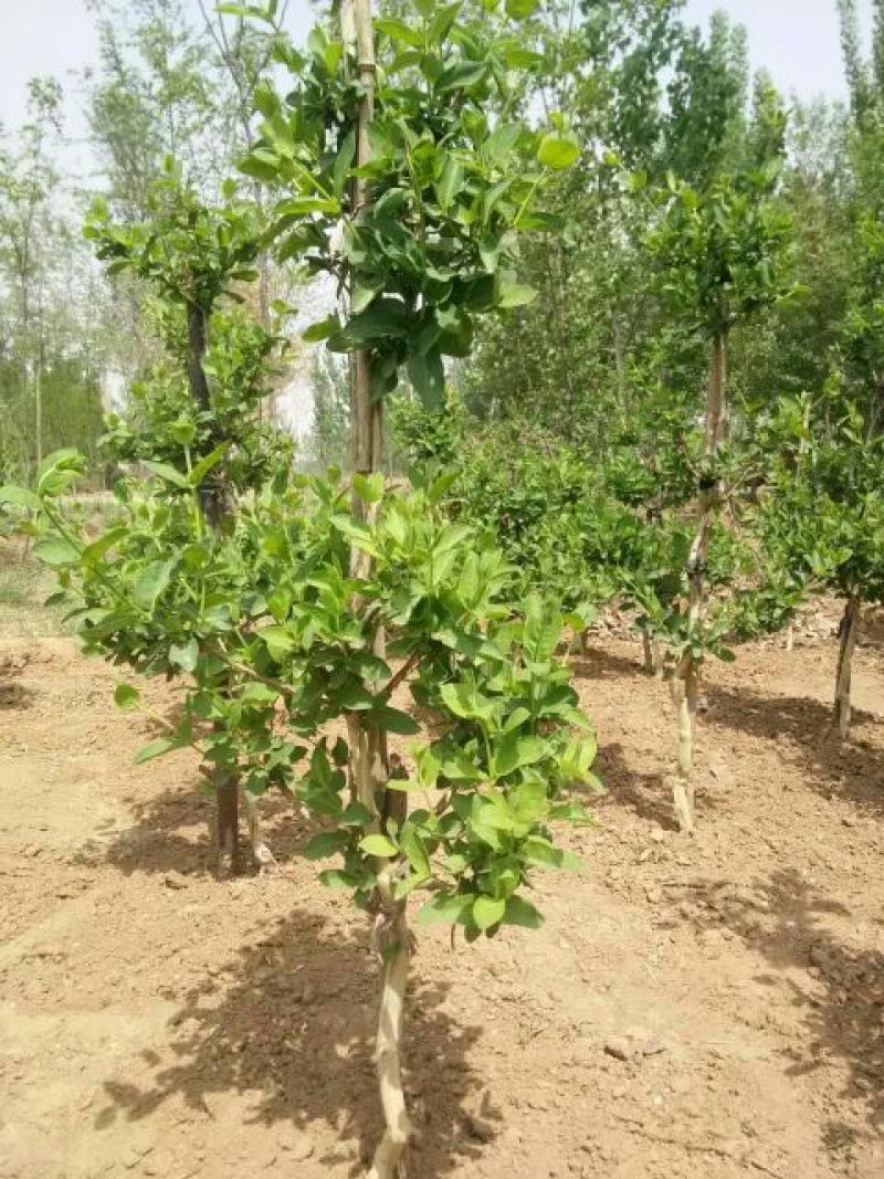 金银花1米以下