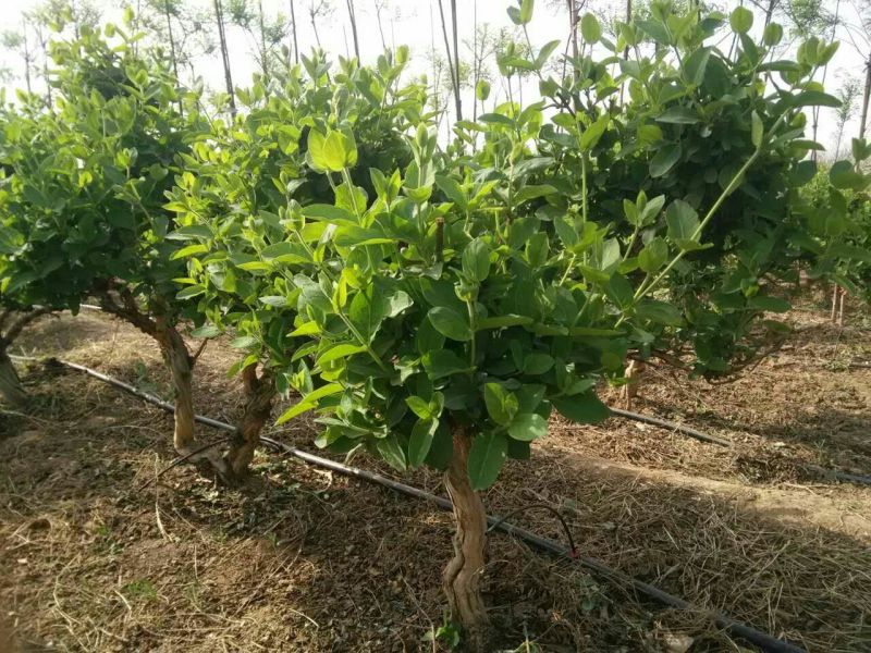 金银花1米以下