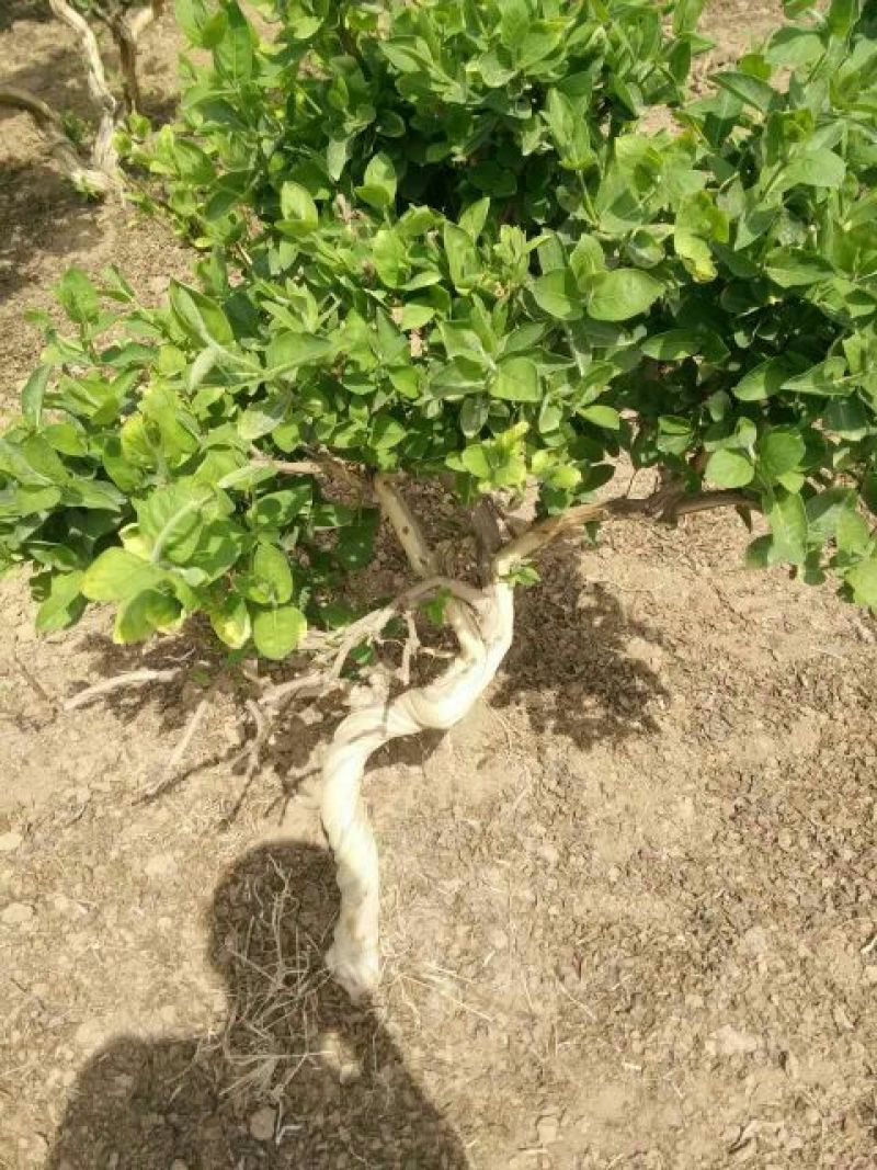 金银花1米以下