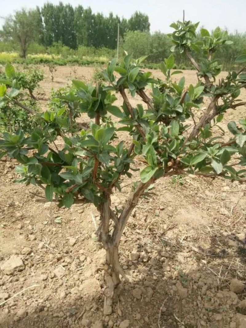 金银花1米以下