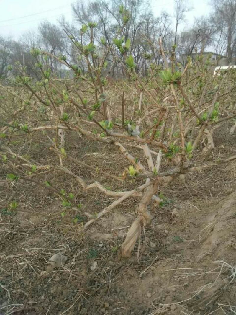 金银花1米以下